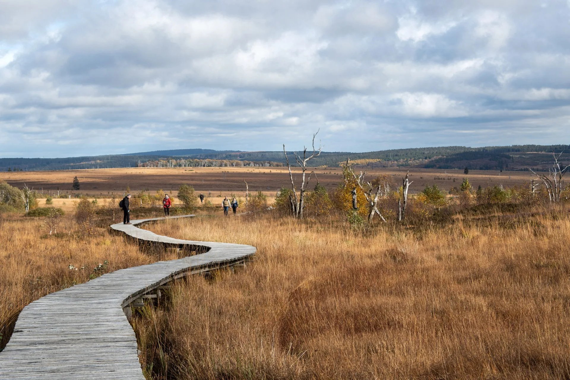 Paysage sauvage des Hautes Fagnes